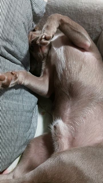Марик спит🐶😴♥️