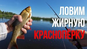 | На поиски красноперки | Рыбалка взаброд |