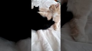 Кот Пуша и кошка Буся