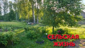 Утренний обход участка до жары Уток и кур накормил Куры не несутся Цветы в саду цветут