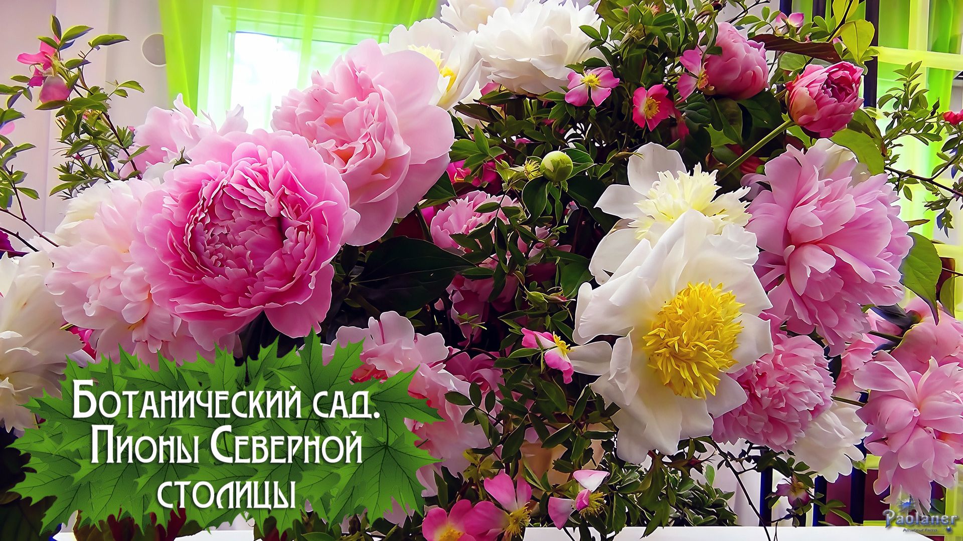 Ботанический сад. Пионы Северной столицы (2026)