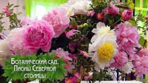 Ботанический сад. Пионы Северной столицы (2026)
