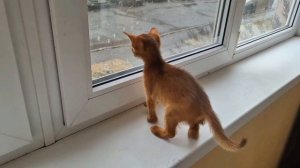 Абиссинская кошка Люся!