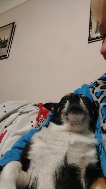 Марсик любимый сыночек🐶