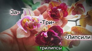 #198 ОрхоVLOG новые роспуски. Баки и ошибки.