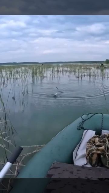 Карасямба!. Есть контакт! смотреть онлайн