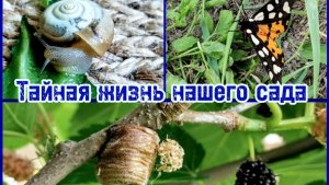 У нас пополнение! Рождение богомолов, чудо-улитка и бабочка.