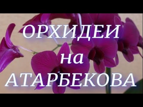 №48/ Обзор садового центра на Атарбекова смотреть онлайн