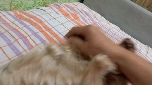Фея воюет за свою будку 🐕 😃