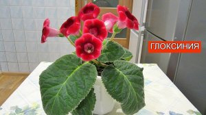 Цветы Глоксиния