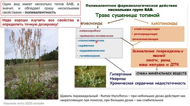 Основные принципы фитотерапии1