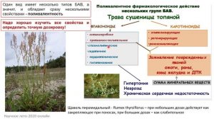 Основные принципы фитотерапии1