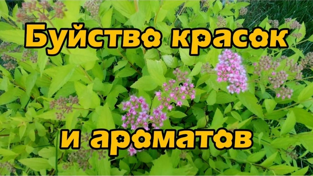 Буйство красок и ароматов