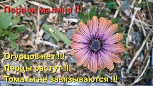 Малина спеет !!! Перцы плодоносят !!! Огурцов и томатов нет !!!!