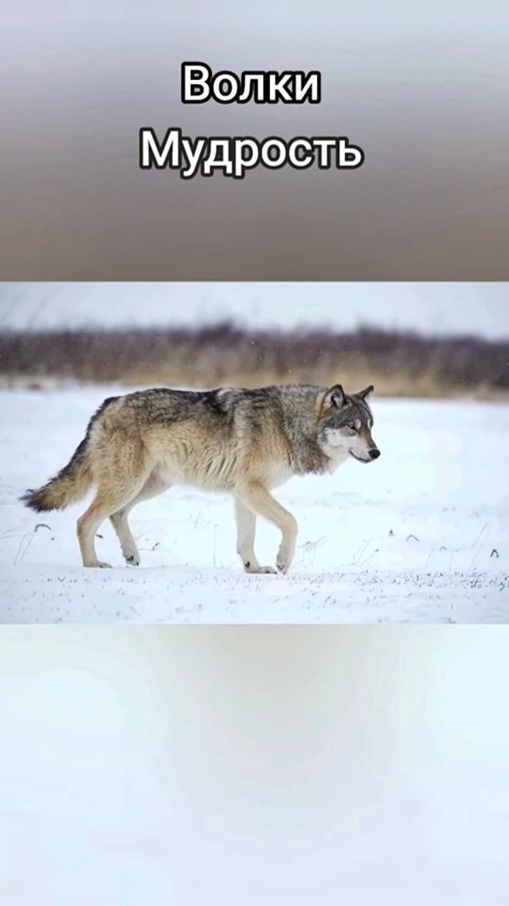 Мудрость волков🐺