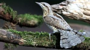 Звук природы. Пение птицы Вертишейка на болоте под звуки лягушек