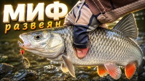 ГОЛАВЛЬ КЛЮЕТ ПРЯМО ПОД НОГАМИ! 😳  ОСТОРОЖНОСТЬ ГОЛАВЛЯ - МИФ❓ ЗАБРОДНАЯ XUL РЫБАЛКА на СПИННИНГ