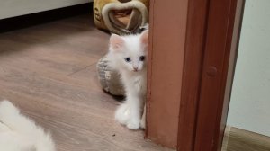 Забавные котята подарят вам хорошее настроение. Котенок Микки — самый лучший.