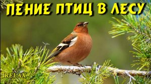 ПЕНИЕ ЛЕСНЫХ ПТИЦ 2026