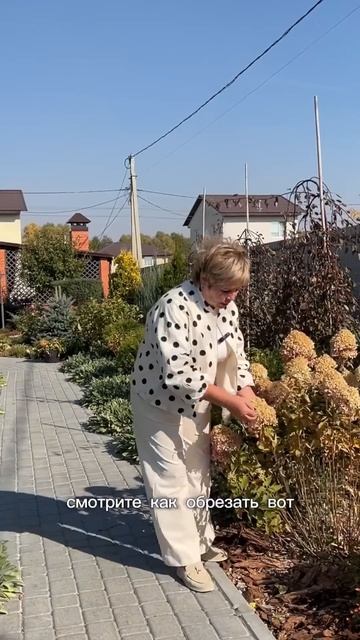 Эти гортензии не обрезаем.