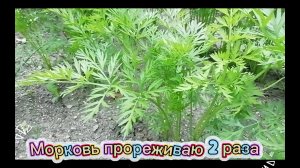 Морковь прореживаю 2 раза