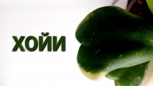 410. Мои хойи.