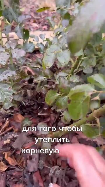 Как укрыть розы и не замёрзнуть.