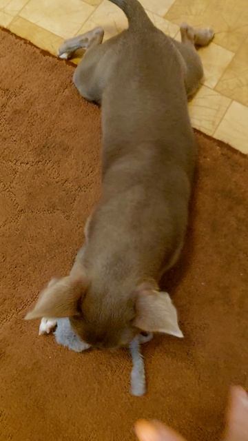 Марик🐶 и игрушка)