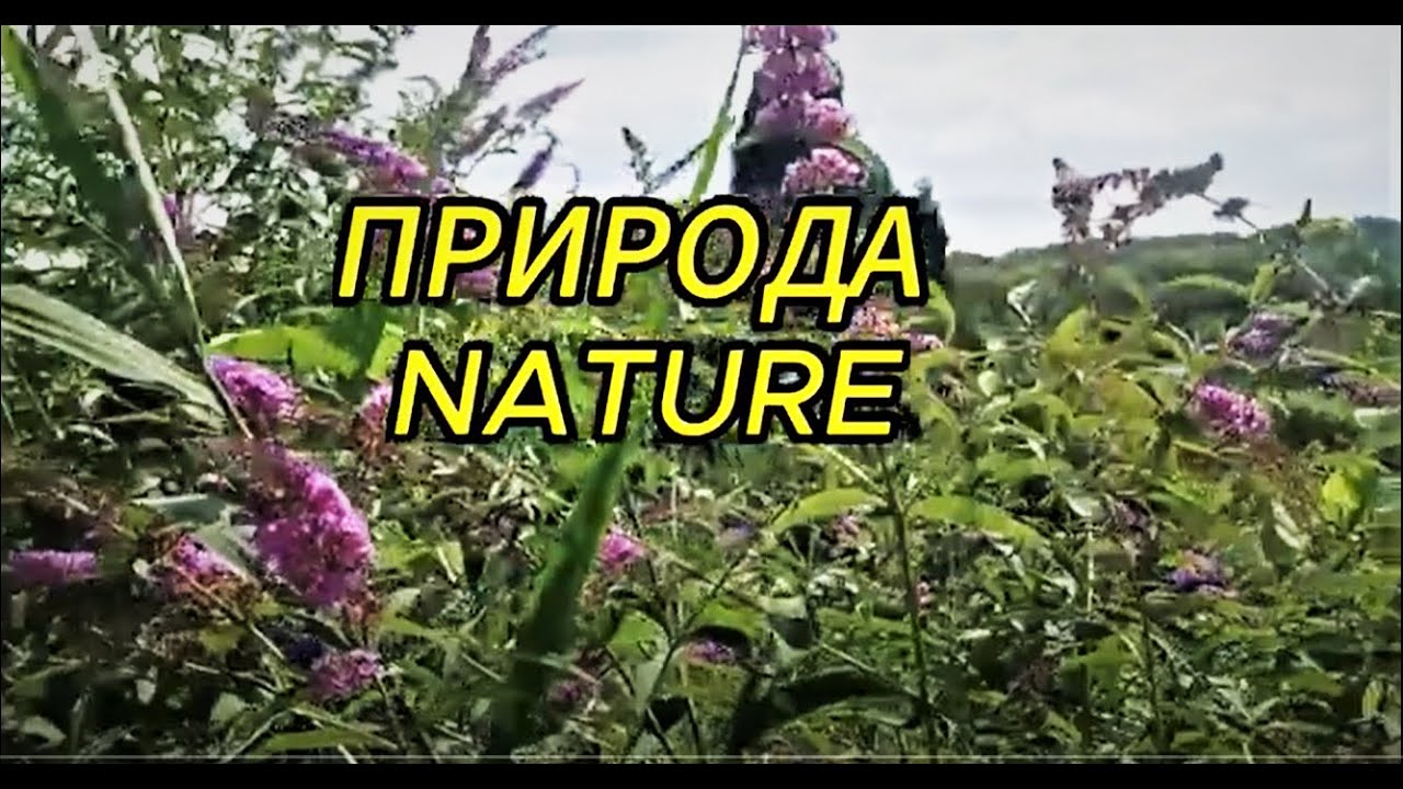 Волшебная музыка для снятия психического напряжения, для медитации и релаксации. ASMR.Nature.Природа смотреть онлайн