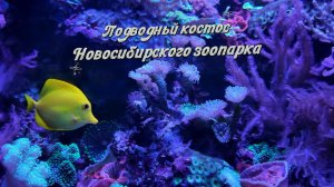 Подводный космос: путешествие в аквариум Новосибирского зоопарка
