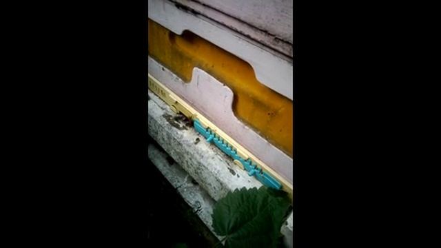 прилетел рой и сам заселился в пустой улей на пасеке, часть 2 , 21.06.2026