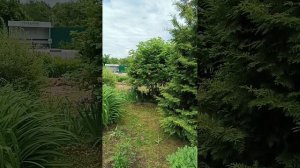 ПРОГУЛКА ПО УЧАСТКУ ПЕРЕД ОТЪЕЗДОМ. 16 ИЮНЯ 2026 ГОД.