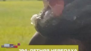 Старейшая черепаха на планете официально перешла в режим легенды.

Джонатану 194 года, он живет на о