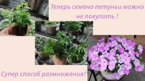 Зачем летом черенковать петунию ? Как сохранить петунию на следующий сезон.