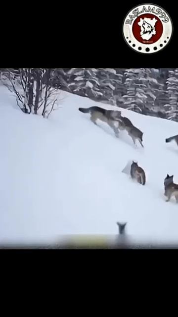 Волк как священное животное Нохчийцев