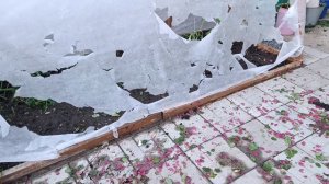 Последствия града в городе Шахты в моём саду