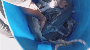 Выгрузка осетра в садки  для ближайших запусков. Клёвое место лосиный остров