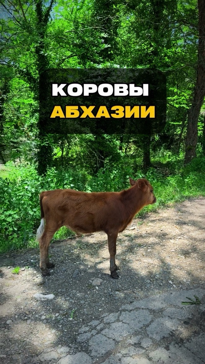 Коровы Абхазии