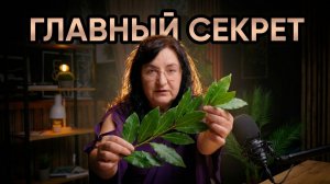 Вы всю жизнь неправильно использовали Лавровый Лист! Секреты ботаника.