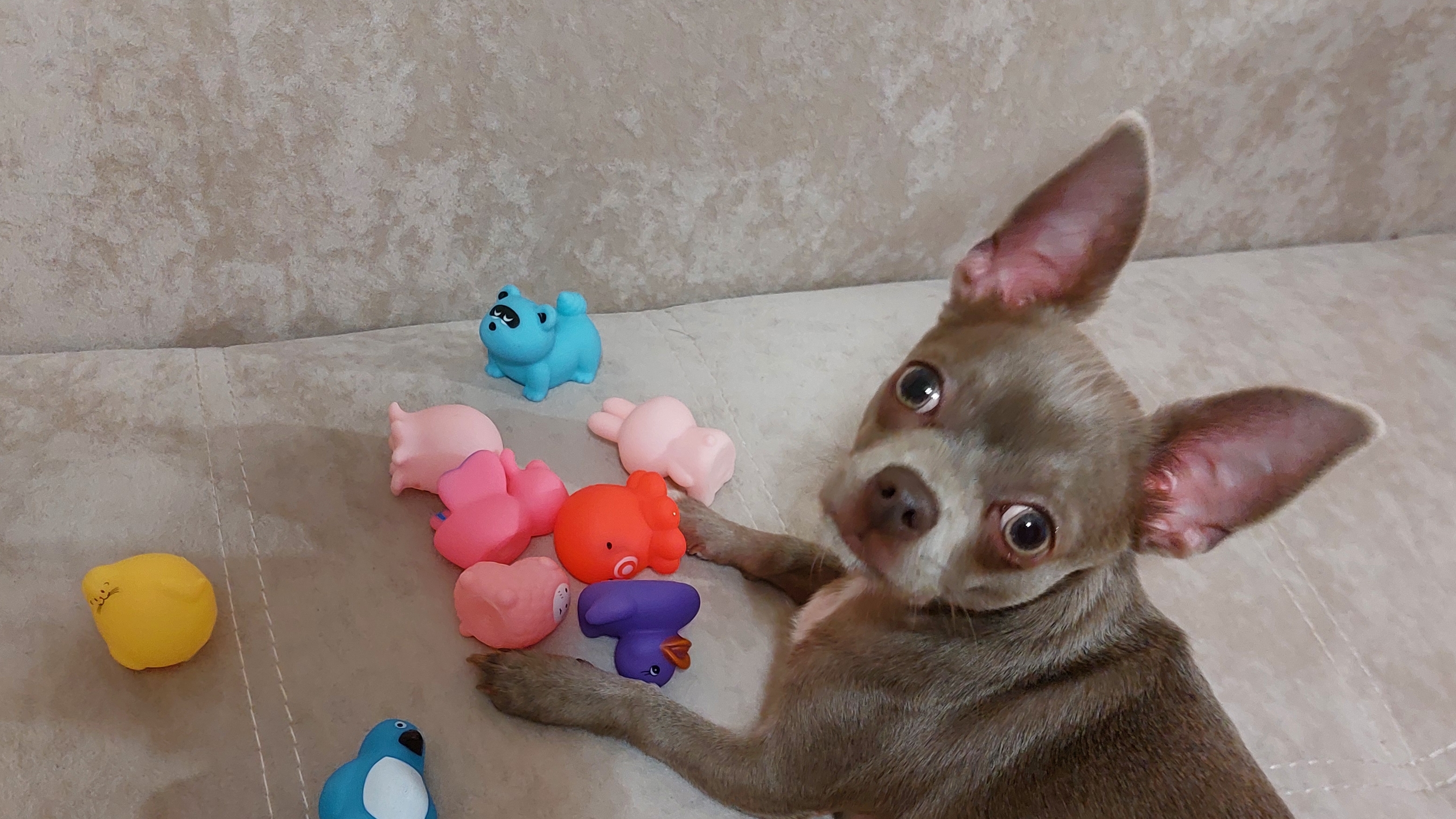 Марик и переноска🐶😊
