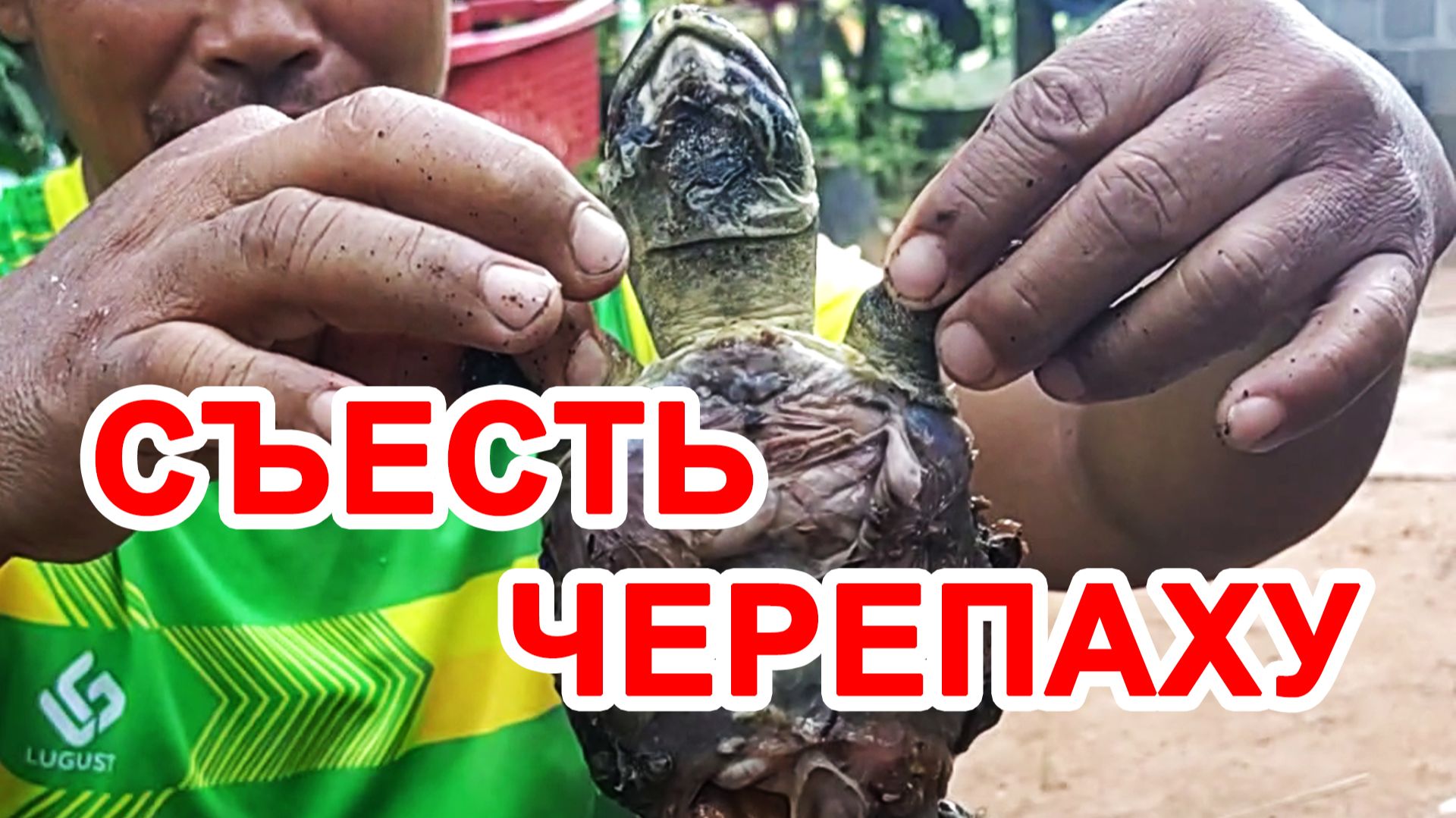 Готовим черепаху  "Пхад Пхет Тау". Настоящая Тайская кухня.