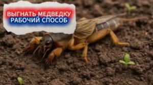 Каким средством от медведки я посыпала участок - вывела капустянку под ноль.