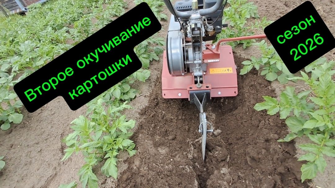 Второе окучивание картофеля. 20 июня 2026