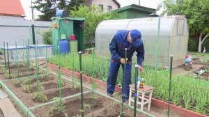 « Во саду ли, в огороде» ( Выпуск от 19.06.2026)