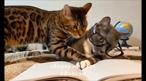 Сборник ИИ с котийнетом