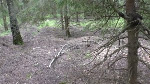 УШЁЛ В ЛЕС, ЗАШЁЛ В ЗАПРЕТКУ И НАБРАЛ ГРИБОВ ПОЛНЫЕ КОРЗИНЫ! Грибы и лес 🌳