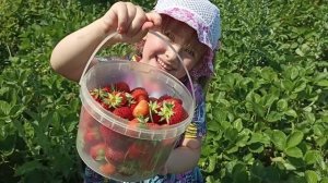 Крым,урожай,восторг: показываем всё!