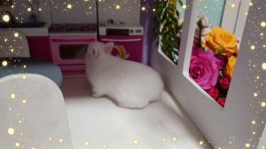 Эпичная жизнь крольчонка.