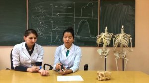 Одиночное мышечное сокращение