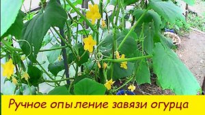 Ручное опыление завязи огурца